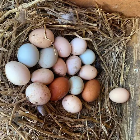 Casa vacanze Eco Mezzanine Wifi Stationnement Rue Gratuit Terrasse Dans Jardin Rouen