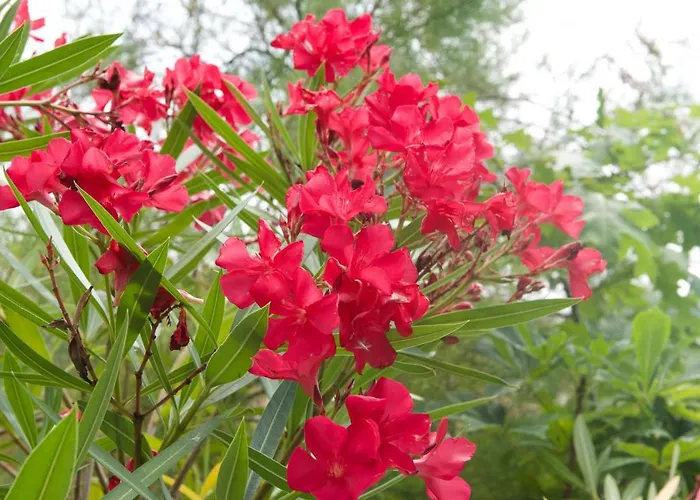 度假居 Eco Mezzanine Wifi Stationnement Rue Gratuit Terrasse Dans Jardin